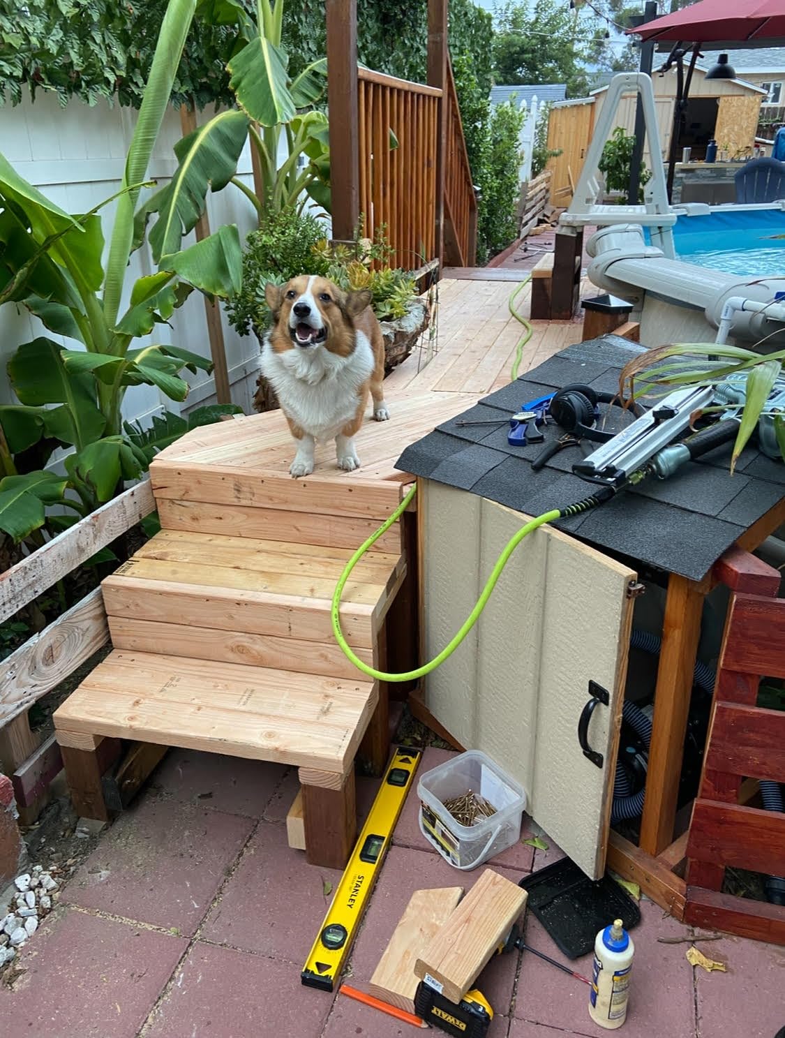 Great nailer for the price