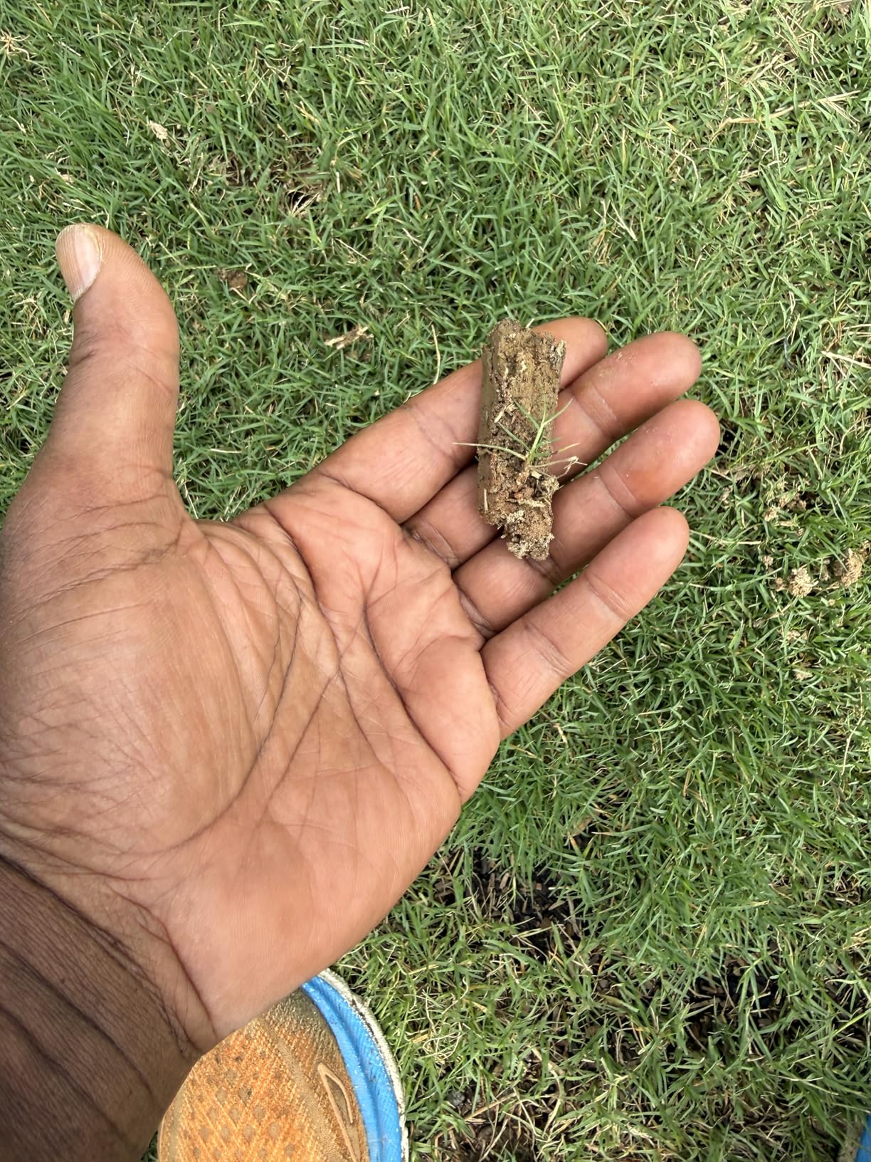 Made my lawn look great