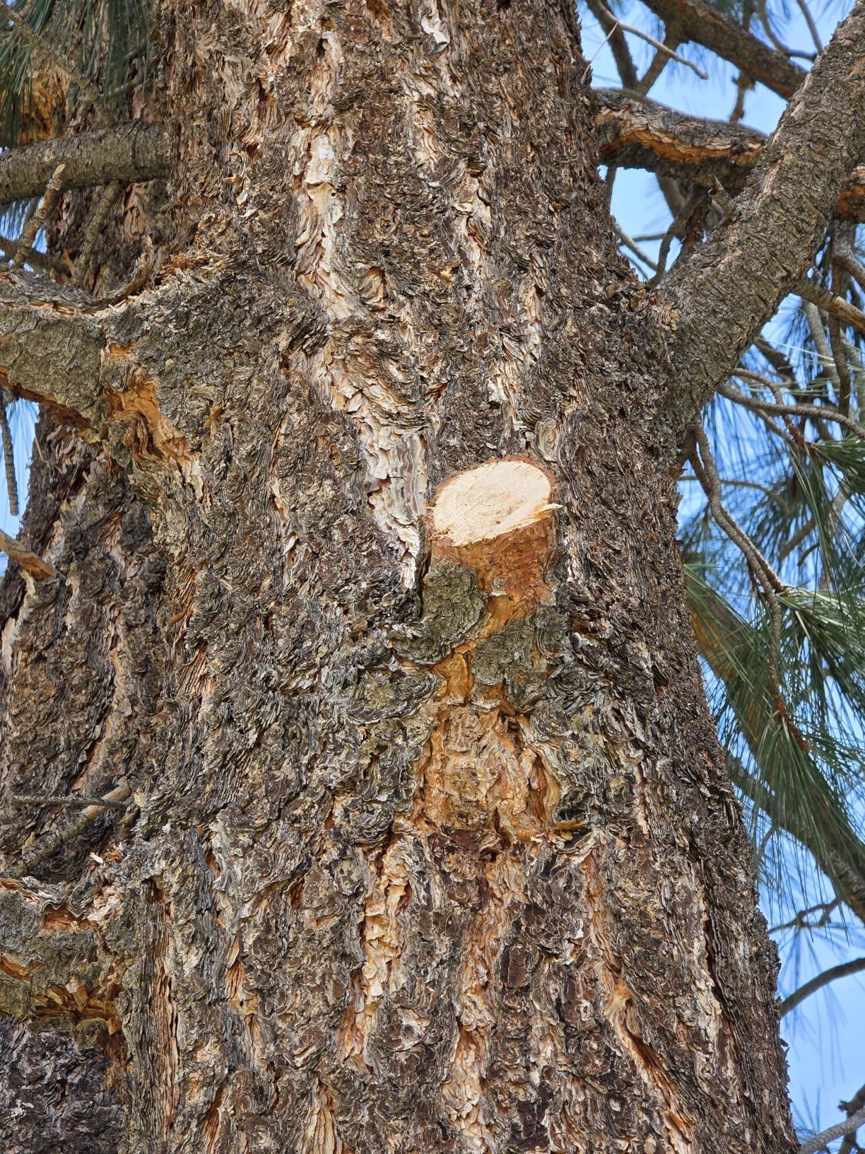 Excellent pole saw